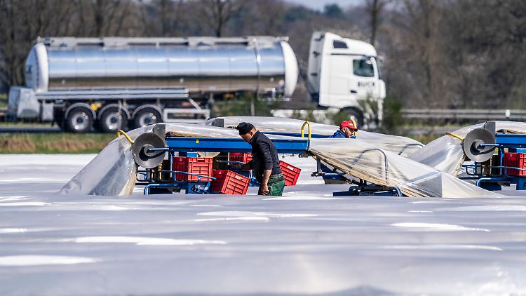 Auch bei der Spargelernte kommen viele Saisonarbeiter zum Einsatz. 