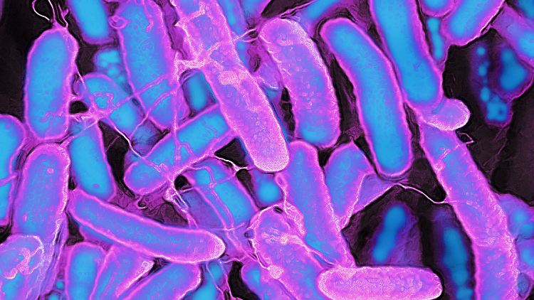 Elektronenmikroskop-Aufnahme des Darmbakteriums Escherichia coli.