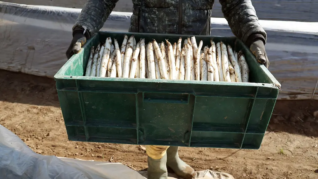 Eine-Erntehelfer-zeigt-auf-einem-Feld-eine-Kiste-frisch-geernteten-Spargel
