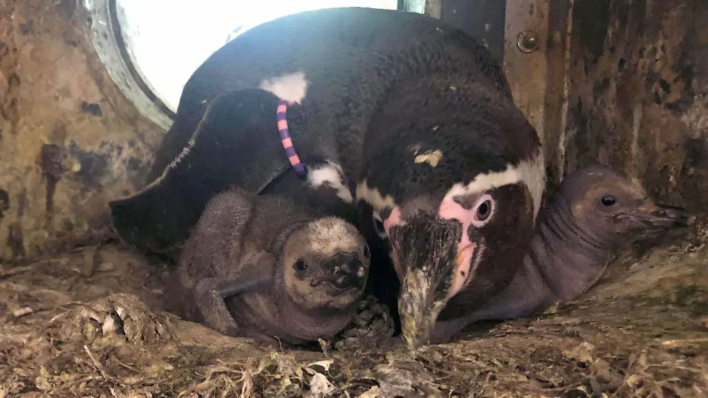 Blick-auf-die-Pinguindame-und-ihre-Kueken