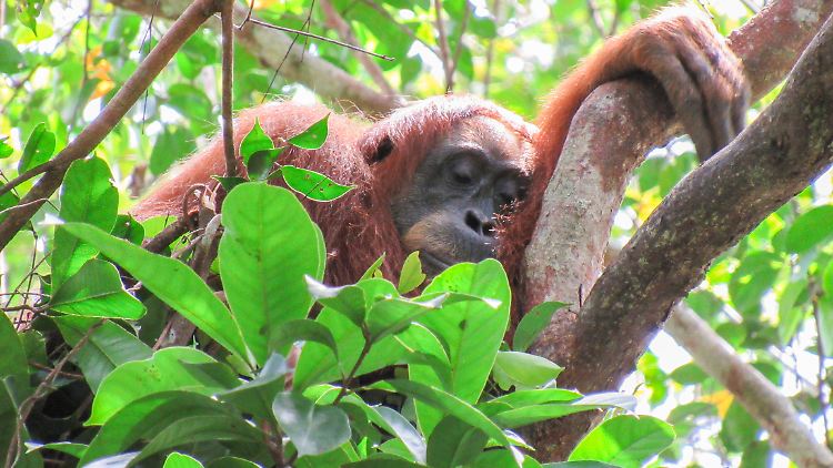Cissy, eine Sumatra-Orang-Utan-Mutter, macht ein Nickerchen in ihrem Tagesnest.