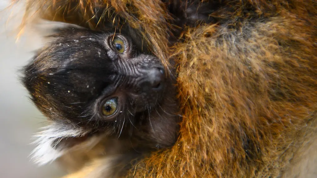 Ein-junges-Schwarzmaki-Weibchen-lugt-im-Magdeburger-Zoo-aus-dem-Bauchfell-der-Mutter-hervor