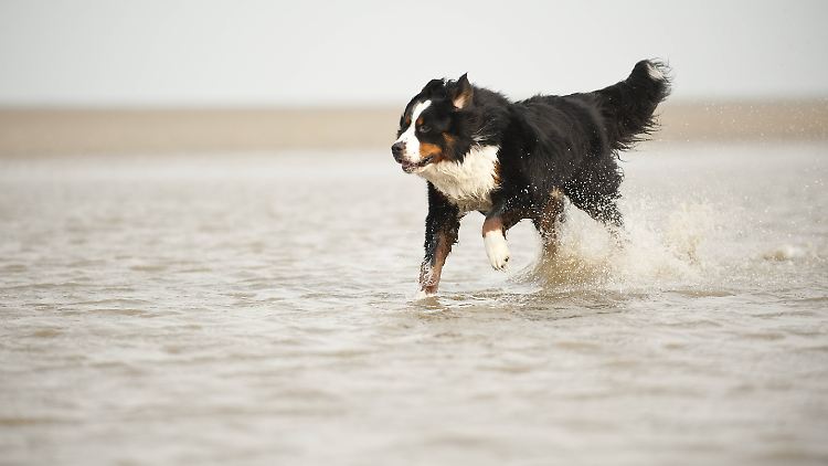 Ein solcher Berner Sennenhund wurde getötet.