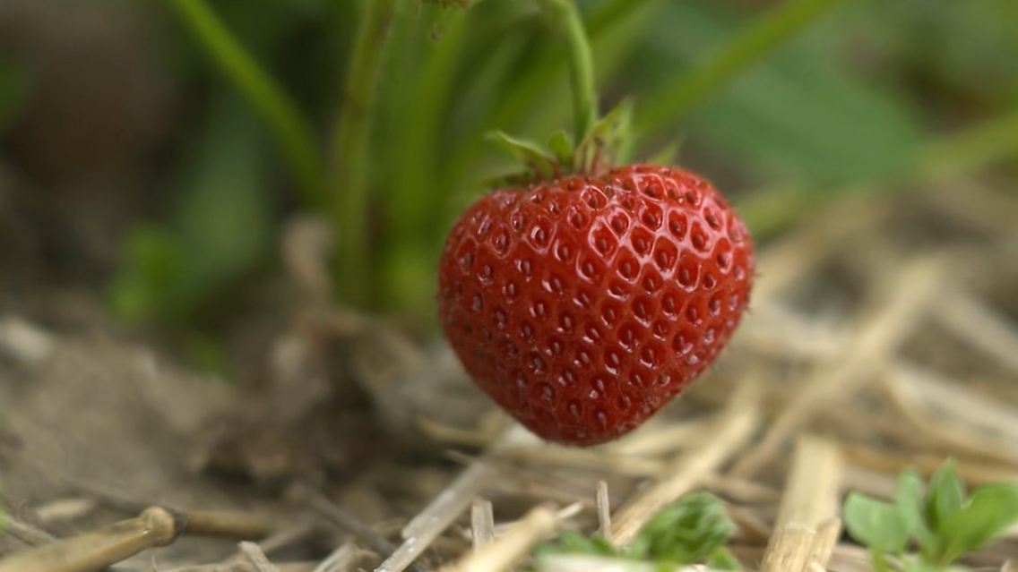 Erdbeere Bauern.jpg