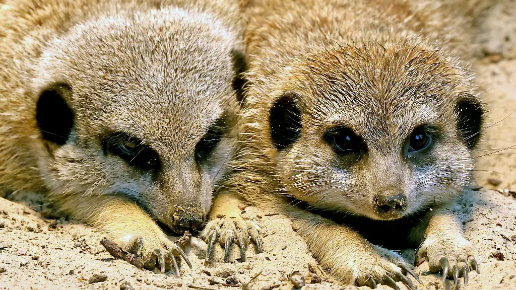 Zwei-Erdmaennchen-waermen-sich-unter-einer-Waermelampe-beim-Pressetermin-zur-Vorstellung-der-neuen-Erdmaennchen-Gruppe-im-Zoo