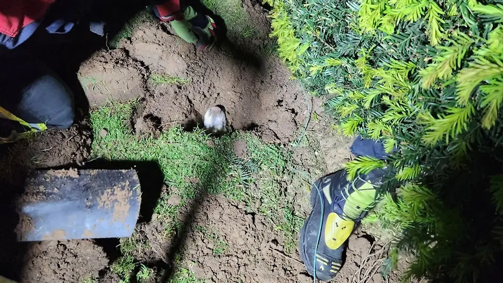 Nur-noch-die-Schnauze-der-Huendin-Lounee-ragt-aus-einem-Erdloch