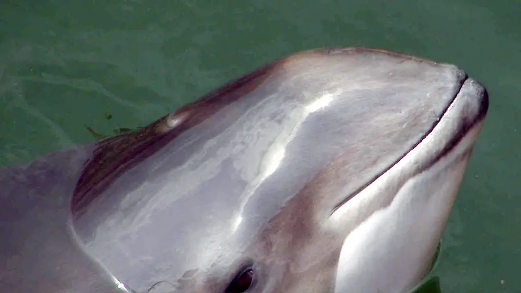 Ein-Schweinswal-schwimmt-im-Wasser