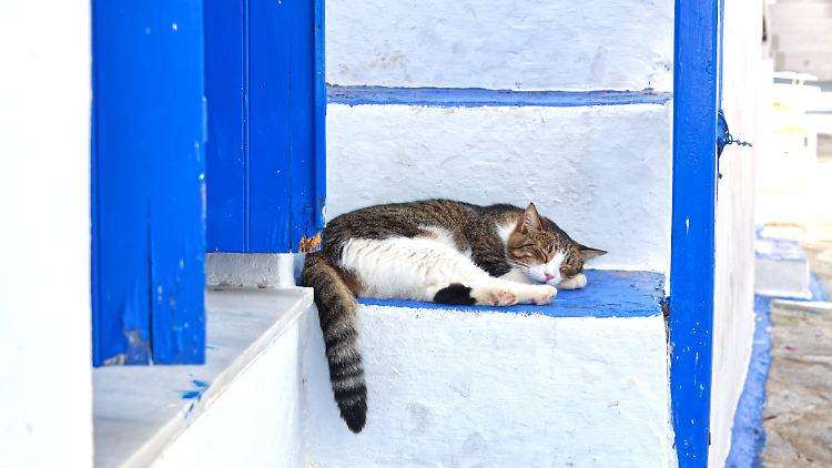 Katzen haben offenbar eine erhebliche Vorliebe für die linke Seite, während sie schlafen. 