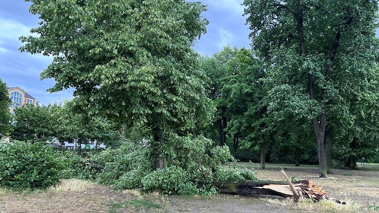 Umgestürzter Baum im Berliner Volkspark Friedrichshain.
