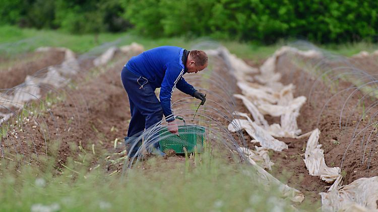 Der Bauernverband fordert eine Ausnahmeregelung für Saisonarbeiter.