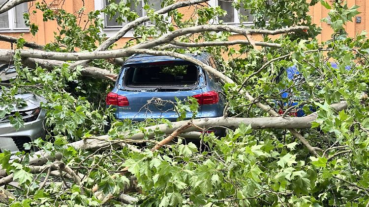 Viele Autos wurden in Berlin unter Bäumen begraben.