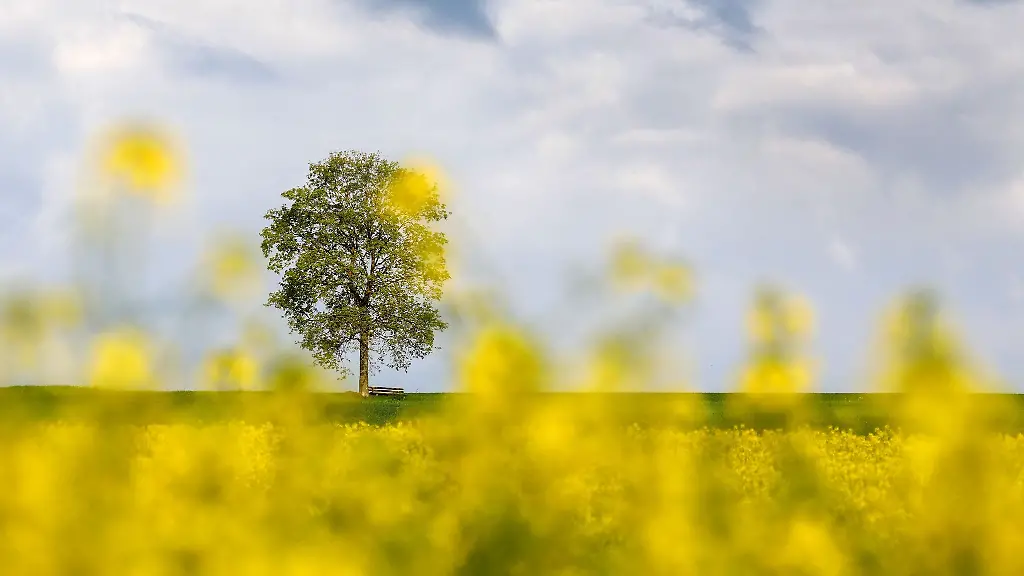 Eine-Bank-steht-unter-einem-Baum-neben-einem-Rapsfeld