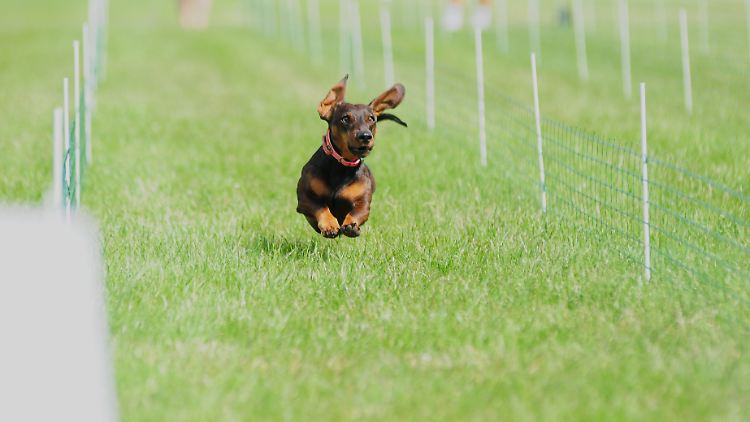 Jeder Hund ging mit zwei Personen ins Rennen: Eine Person hielt den Hund am Start, die andere Person war im Zielbereich zum Locken.