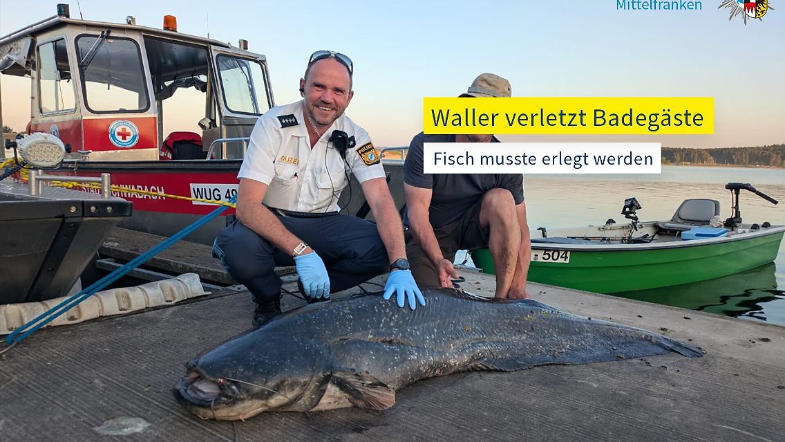 Der Fisch hatte vor gut einer Woche im Brombachsee Badegäste angegriffen - und wurde daraufhin erschossen.