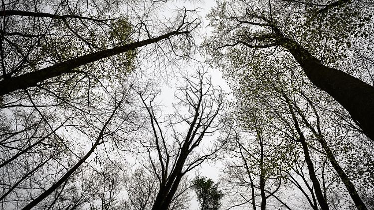 Die Leiche wurde im Reinhäuser Wald gefunden. (Archivbild)