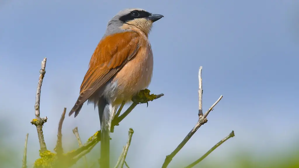 Ein-Neuntoeter-ist-auf-einem-Ast-zu-sehen
