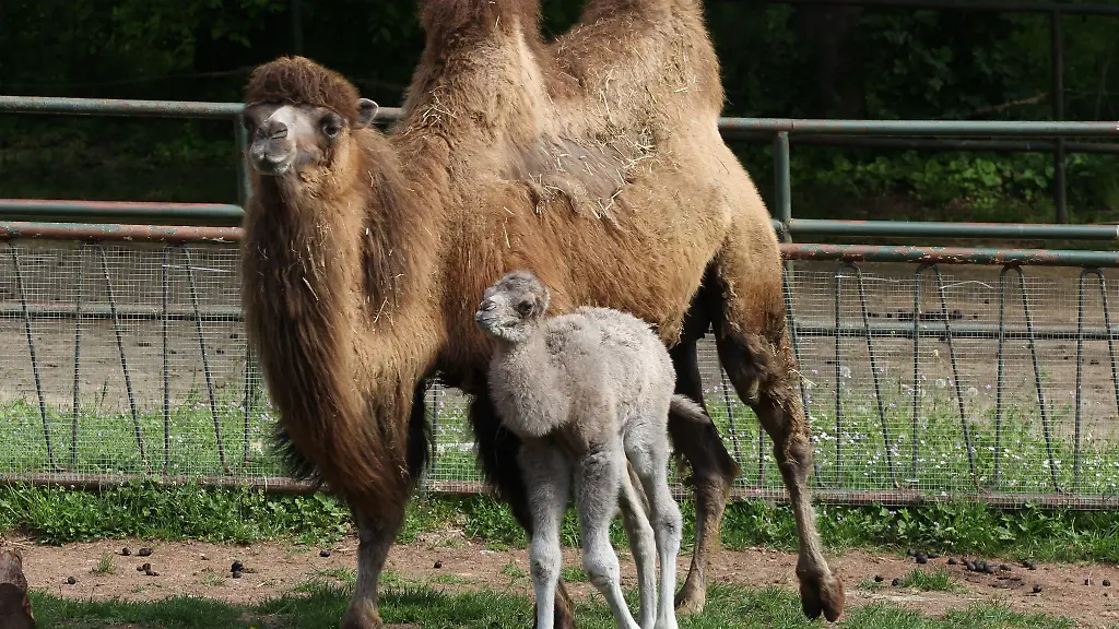Das-maennliche-Jungtier-Altan-steht-mit-dem-Muttertier-Morena-in-einem-Gehege