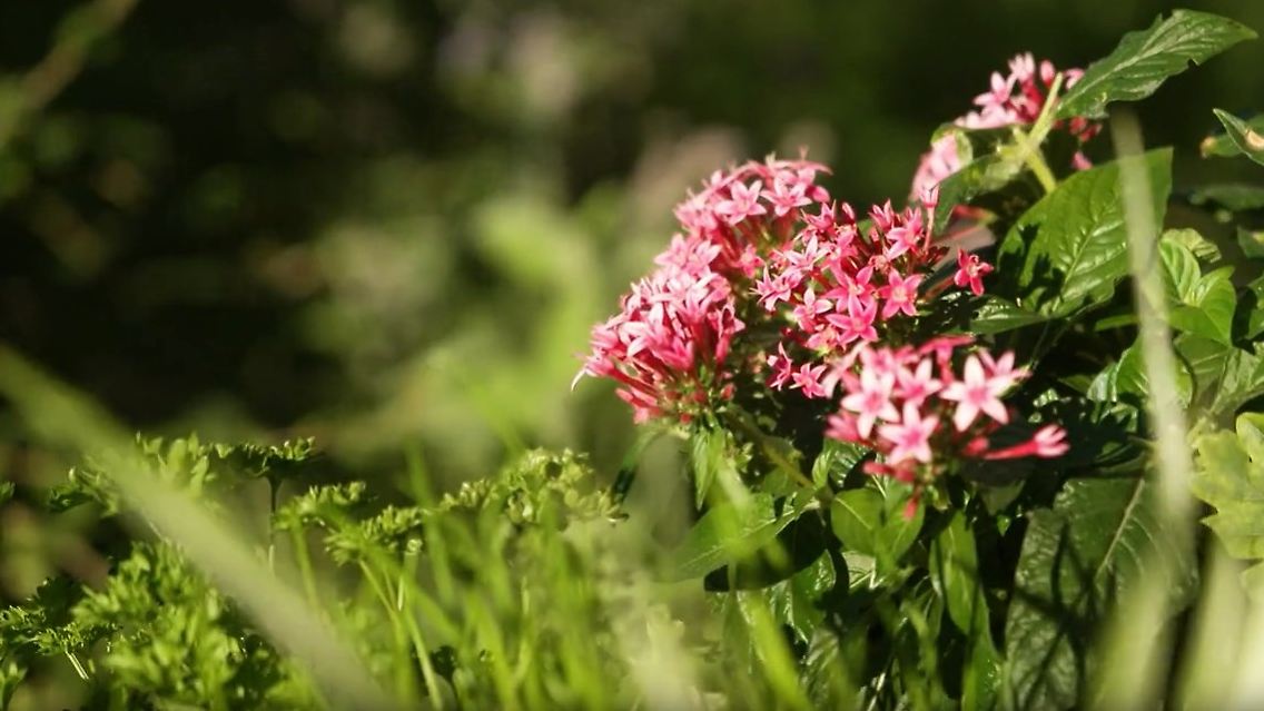 garten.jpg