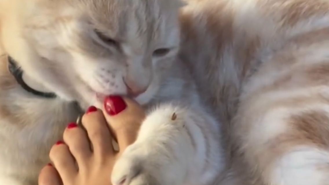 Katze.jpg