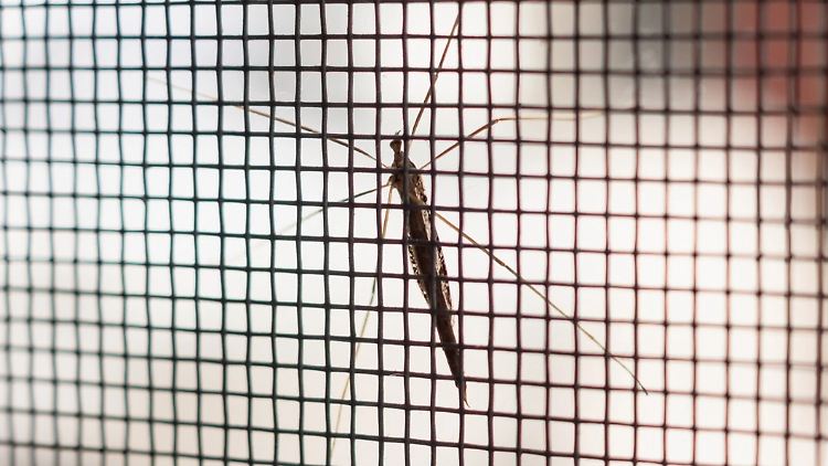 Fliegengitter, Spray oder Lichtfallen: Es gibt verschiedene Mückenstecker-Alternativen.