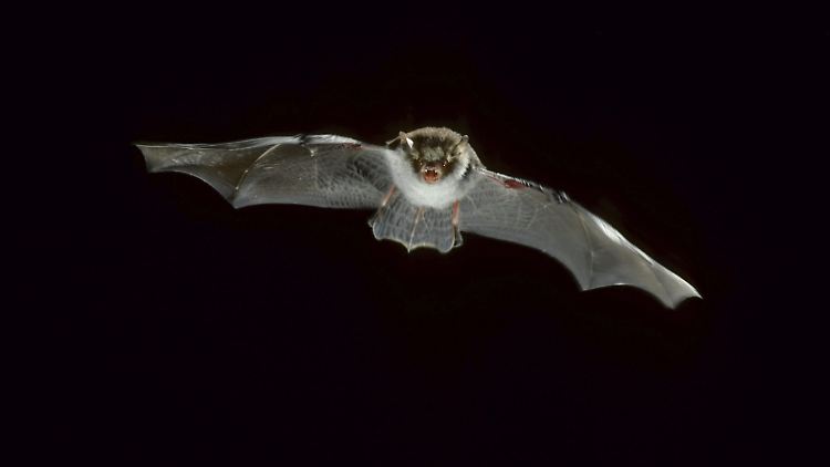 Mit dem Lyssavirus infizierte Fledermäuse können den Erreger auf Artgenossen, andere Säugetiere und Menschen übertragen.
