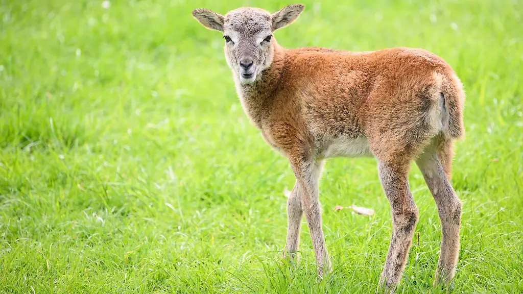Mufflon-Lamm-Hannah-steht-im-Gehege-im-Tiergarten-Hannover