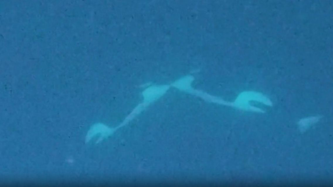 orcas.jpg