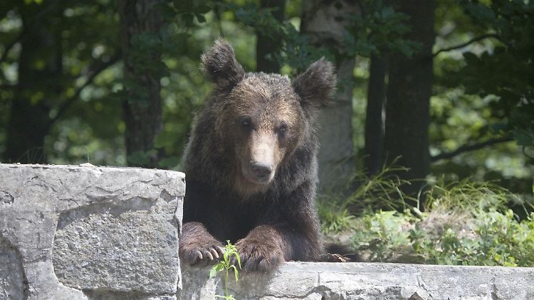 Ein Bär an der Bergstraße Transfagarasan.