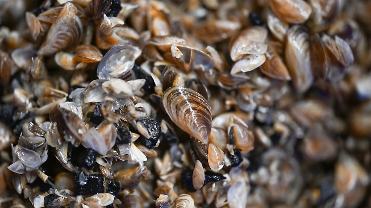 Die dicht an dicht sitzenden Muscheln verstopfen Rohre und Wasserleitungen im Bodensee.