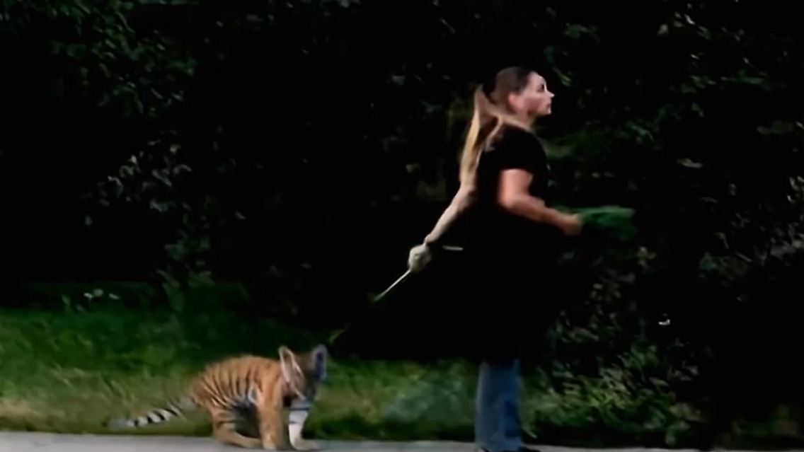 Tiger_Gassi.jpg