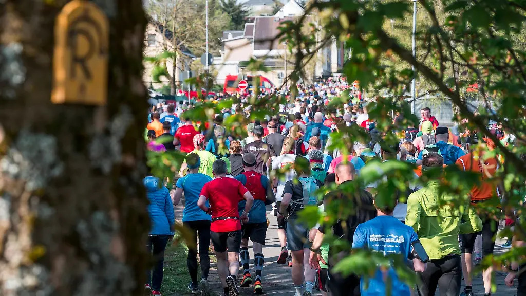 Laeufer-und-Laeuferinnen-laufen-beim-Rennsteig-Marathon-an-einem-Baum-vorbei-an-dem-ein-Rennsteig-Logo-haengt