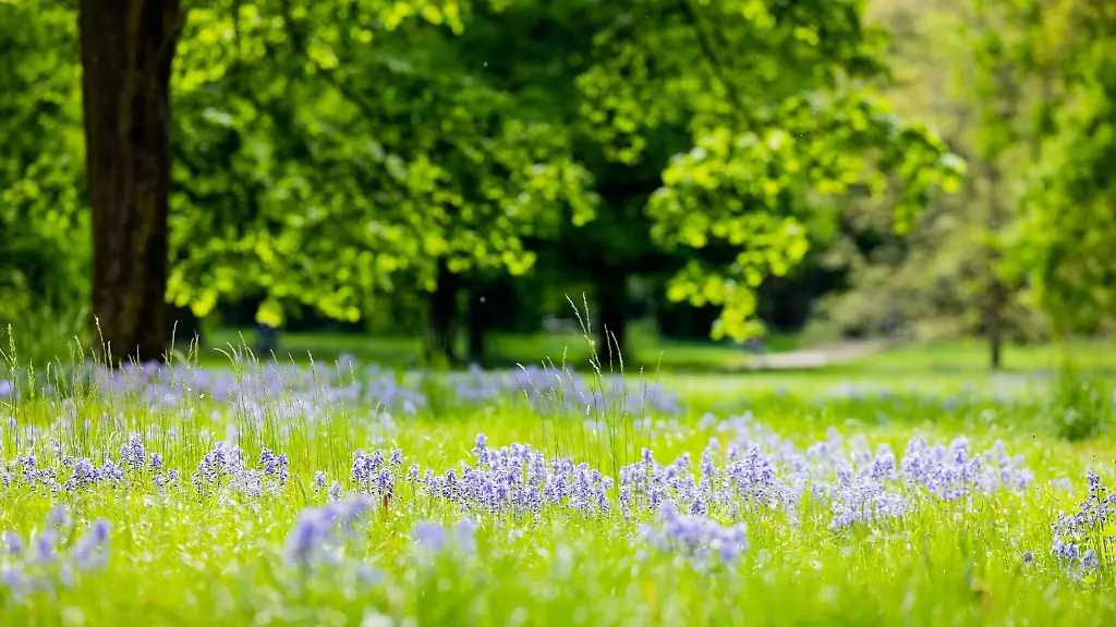 Hasengloeckchen-bluehen-bei-Sonnenschein-in-einem-Stadtwald