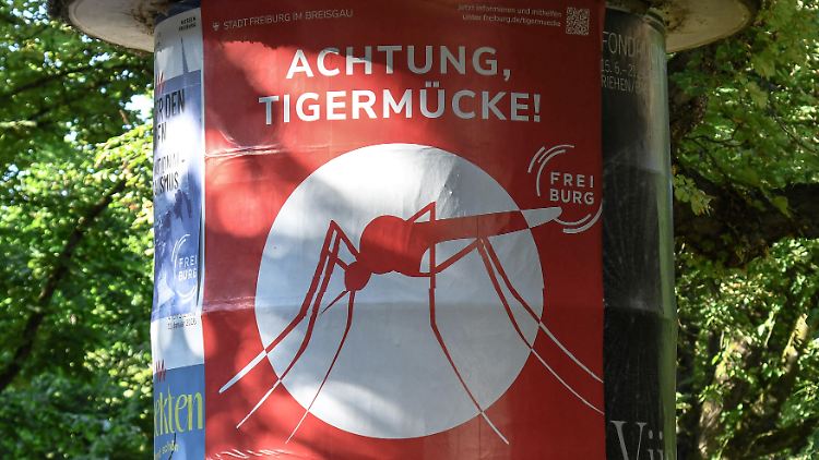 Die ersten Populationen der Asiatischen Tigermücke in Deutschland wurden 2015 in Freiburg im Breisgau und Heidelberg nachgewiesen.