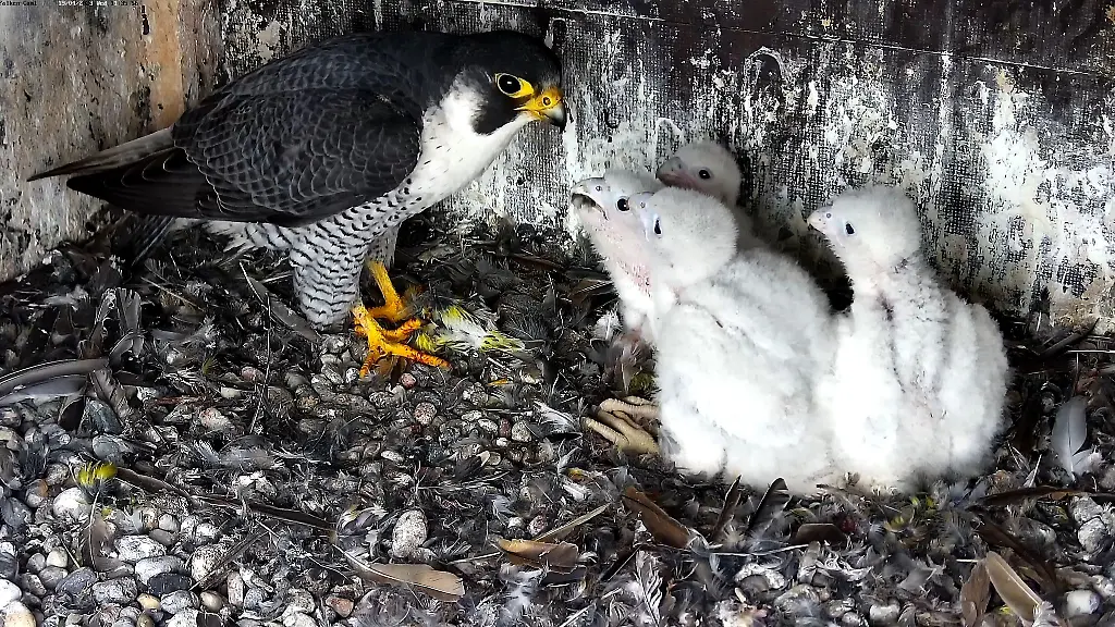 Die-Aufnahme-einer-Webcam-zeigt-ein-Wanderfalkenmaennchen-mit-vier-Jungen