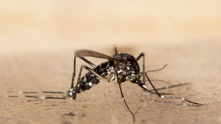 Unweit der deutschen Grenze im Elsass ist eine lokale Infektion mit dem Chikungunya-Virus entdeckt worden (Archivbild).