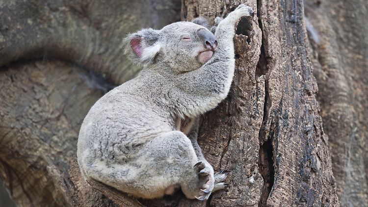 In Australien könnten die Koalas effektiver geschützt werden.