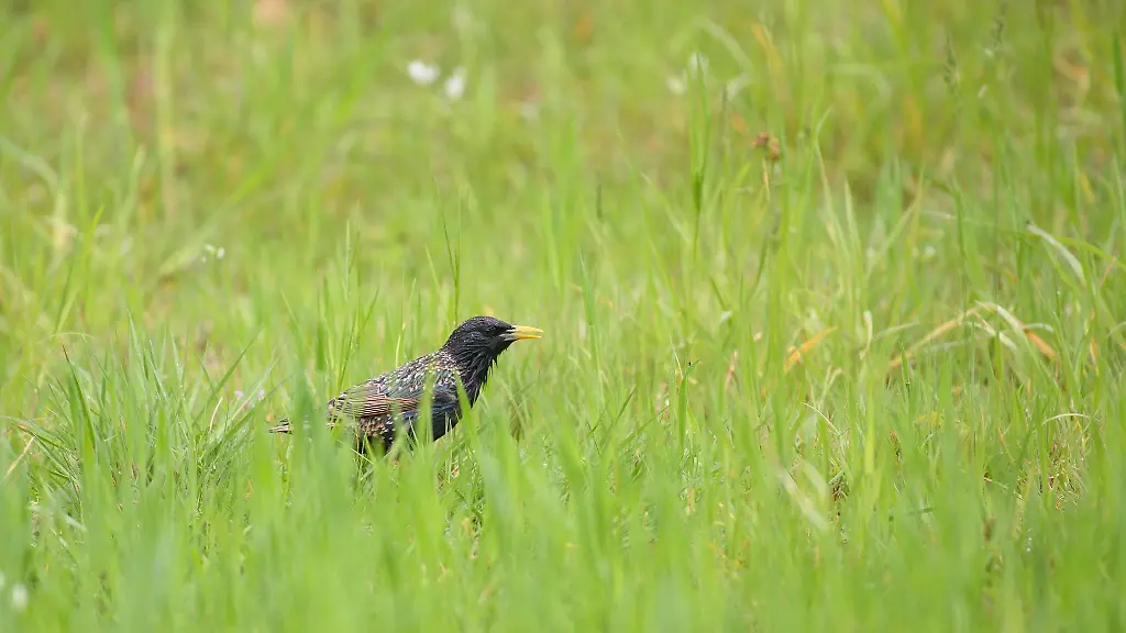 Ein-Star-sucht-nach-Futter