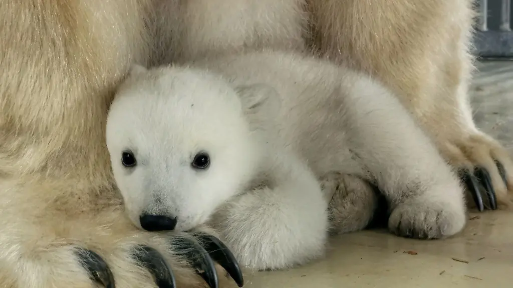 Ein-Eisbaerenbaby-sitzt-im-Tierpark-Hagenbeck-in-der-Naehe-seiner-Mutter-Victoria