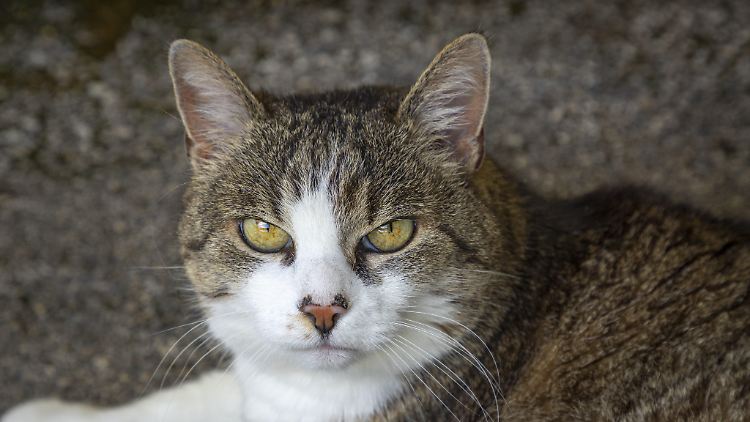 Die Katze machte auf sich aufmerksam. (Symbolbild)