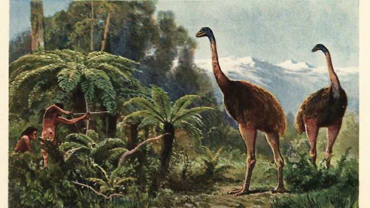 Nach der Ankunft der Maori im 13. Jahrhundert wurden die Moas innerhalb kürzester Zeit ausgerottet - hauptsächlich durch Jagd.