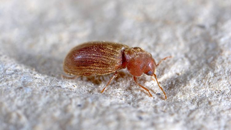 Brotkäfer sind oft 2 bis 3 Millimeter lang.