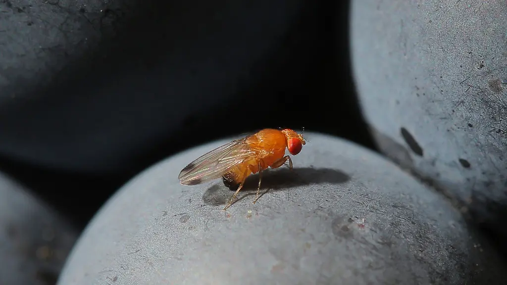 Eine-Kirschessigfliege-sitzt-in-einem-Weinberg-auf-einer-Traube