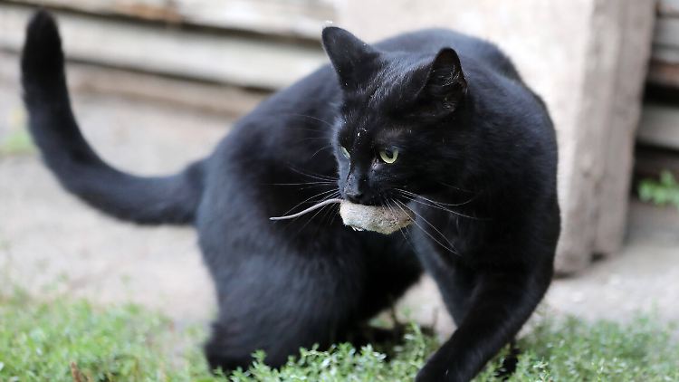 Wenn Katzen ihren Besitzern etwas Gutes tun wollen, bringen sie ein totes Tier als Geschenk mit. Ein Katzenhalter aus Florida machte daraus eine Tugend - mit großem Erfolg.