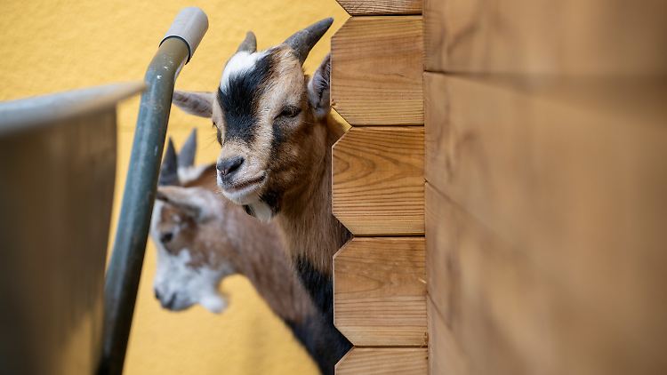 Viele der Seniorinnen und Senioren hatten früher selbst Tiere.