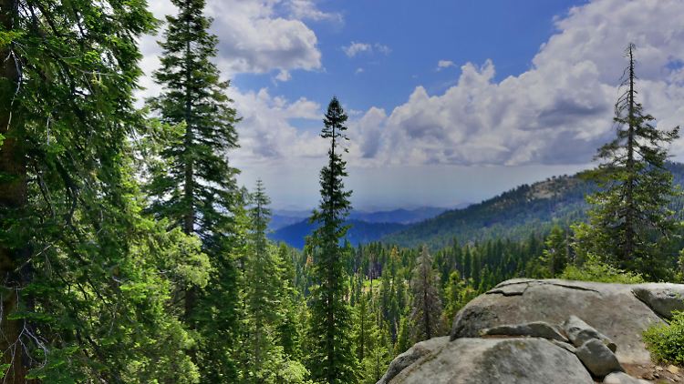 Die Wälder der Sierra Nevada in Kalifornien erstrecken sich über Hunderte Quadratkilometer.