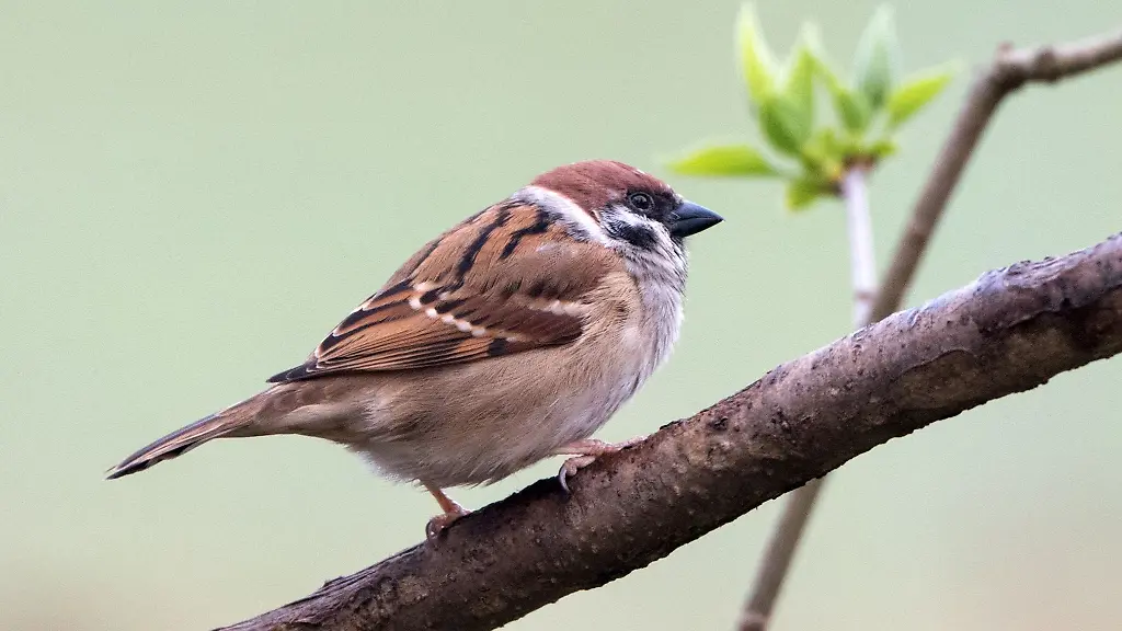 Ein-Feldsperling-sitzt-auf-einem-Ast