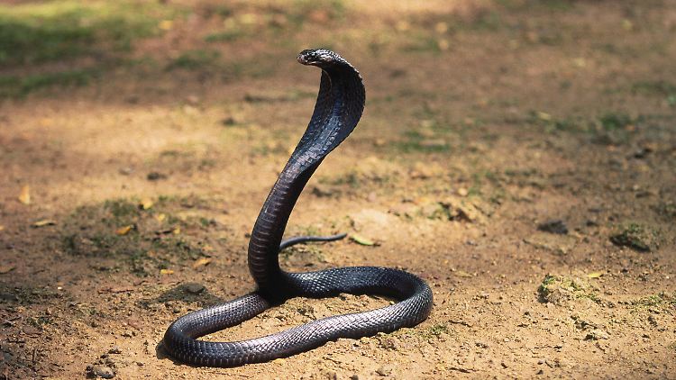 Der Giftbiss einer Kobra wurde Deepak Mahawar zum Verhängnis.