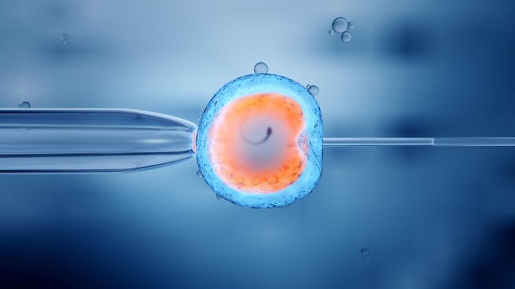 Bei dem neuen Verfahren handelt es sich um die sogenannte Mitochondrien-Ersatztherapie. 