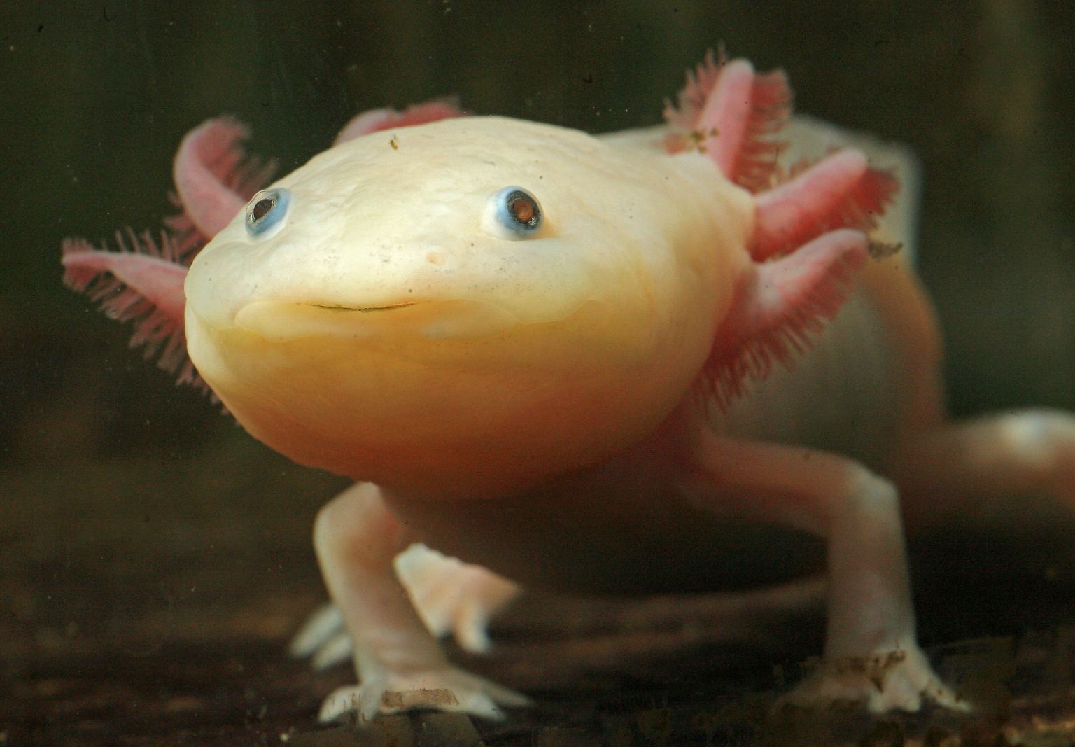 Wenn ihm ein Bein oder der Schwanz abreißt, macht das dem Axolotl gar nichts aus: Dem freundlich aussehenden Molch wachsen in kürzester Zeit komplett neue Körperteile nach, ohne dass eine einzige Narbe entsteht. 
