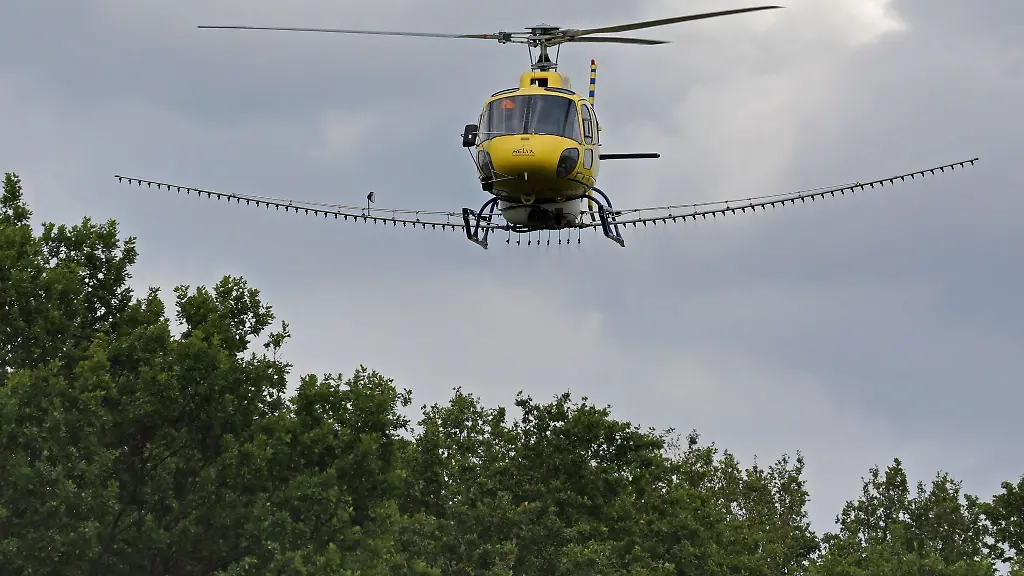 Ein-Hubschrauber-versprueht-kurz-ueber-den-Baumwipfeln-ein-Biozid-gegen-den-Eichenprozessionsspinner